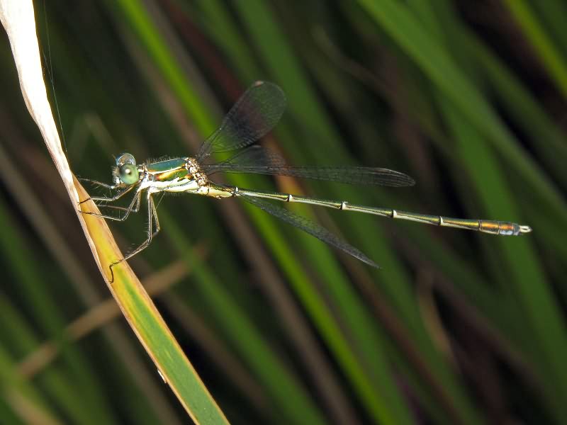 Chalcolestes parvidens (Artobolevsky, 1929)